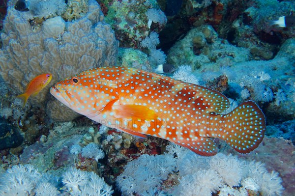 Jewel grouper