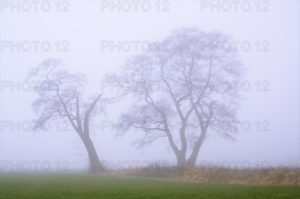Tree in the fog