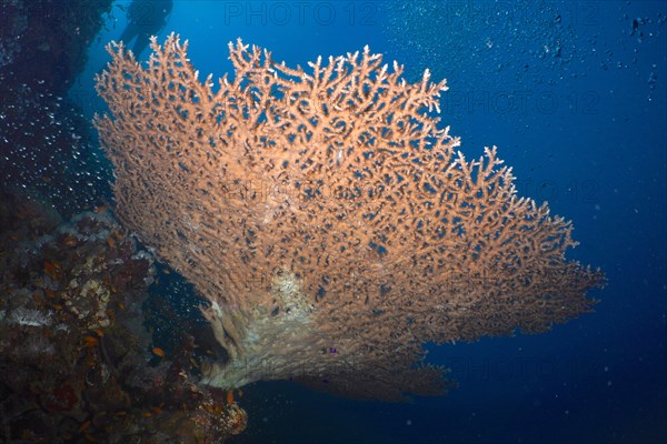 Pharaoh's antler coral