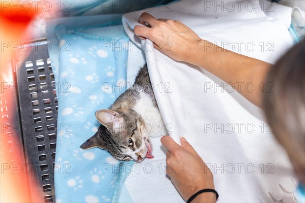 Veterinary clinic with a cat