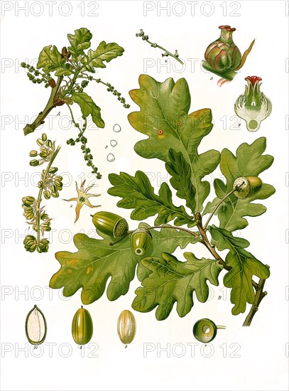 Medicinal plant