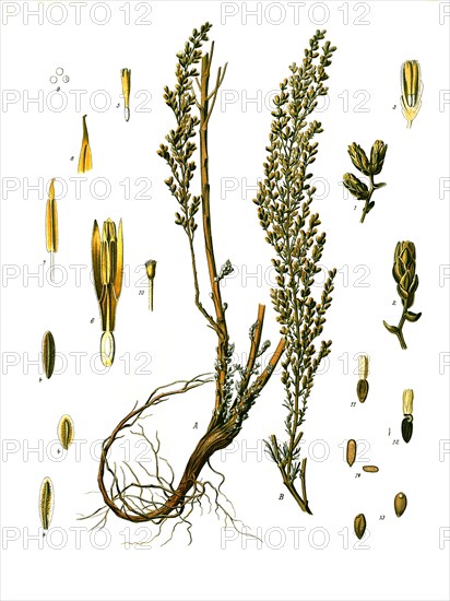 Medicinal plant