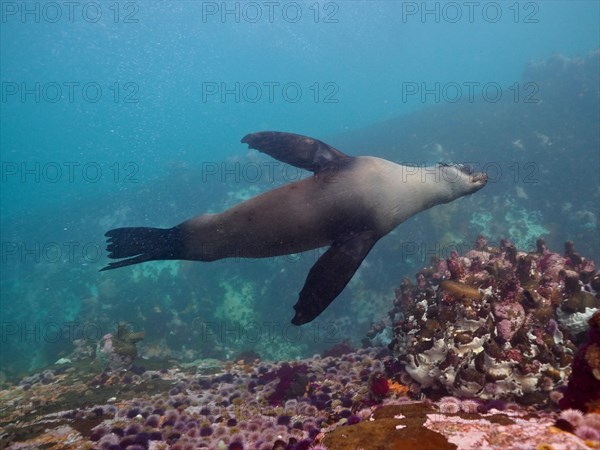 South African fur cape fur seal