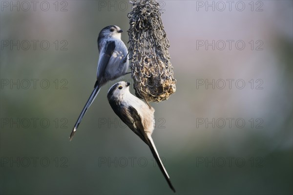 Long-tailed tit