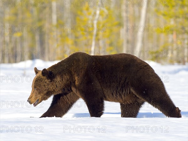 European brown bear