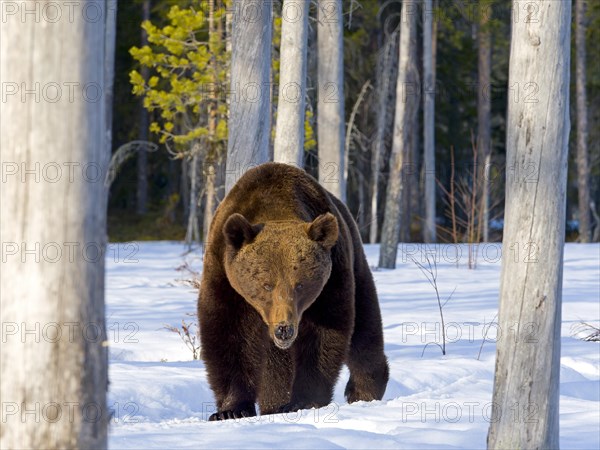 European brown bear