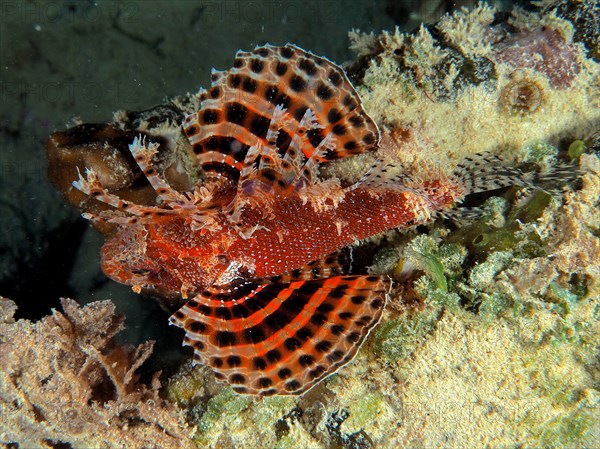 Red Sea dwarf lionfish