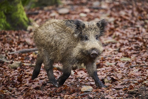 Young Wild boar