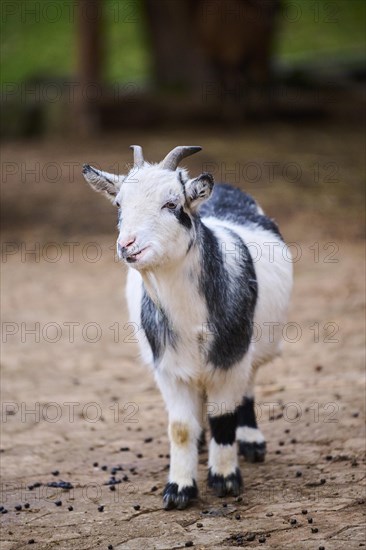 Domestic goat