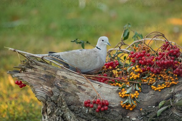 Eurasian Collared Dove sitting on tree stump with yellow and red berries seen on the right