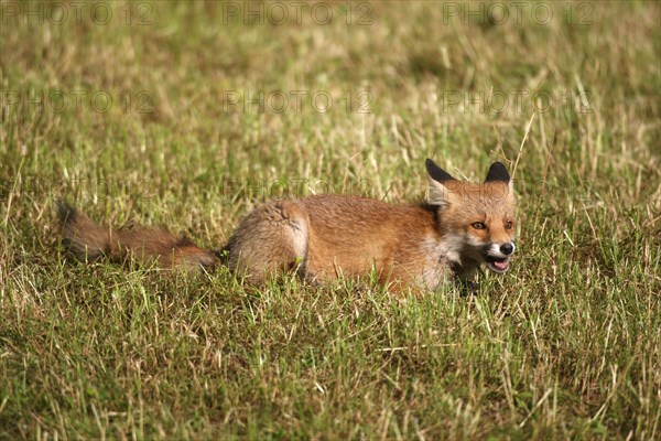 Red fox