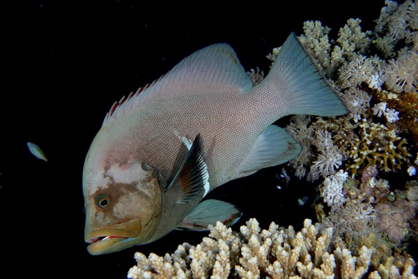 Redmouth grouper