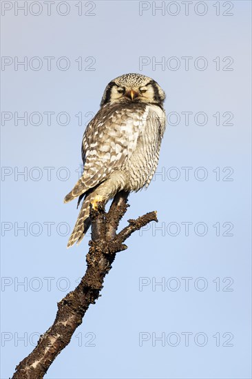 Northern hawk owl