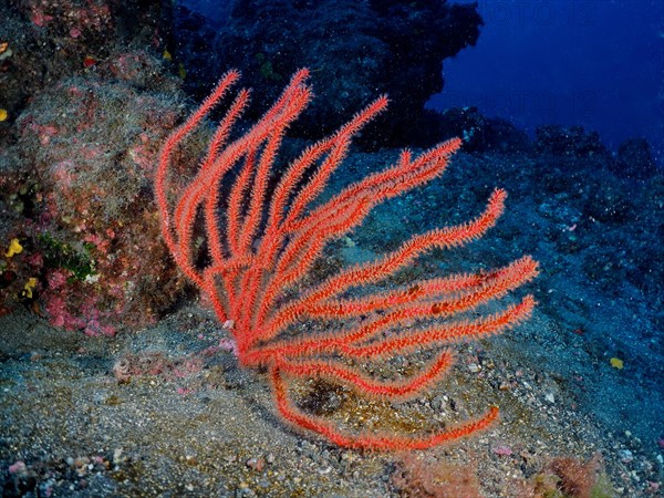 Red gorgonian