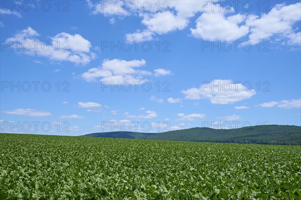 Sugar beet field in summer