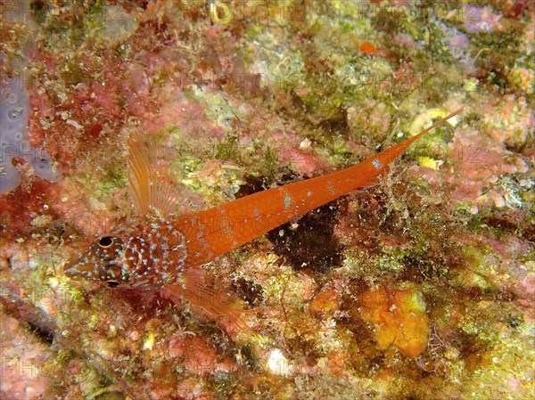 Blenny dwarf tip blenny