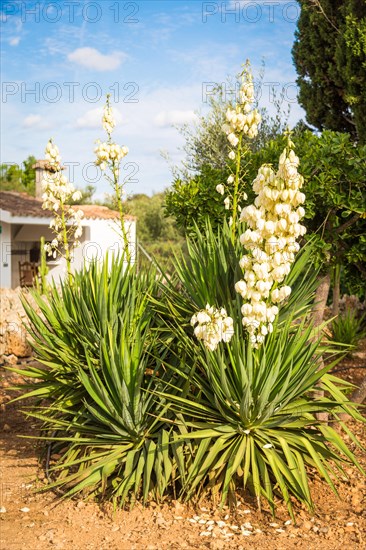 Flowering yuccas