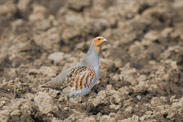 Grey partridge