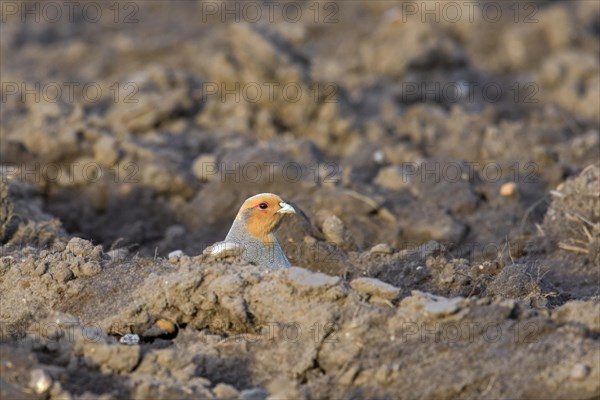 Grey partridge