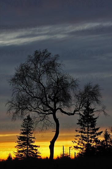 Silhouettes of trees at sunset in autumn