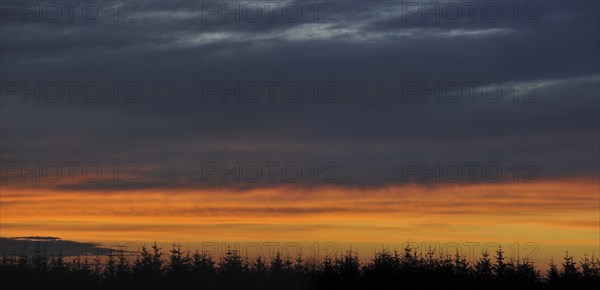 Silhouettes of pine trees at sunset in autumn at the High Fens