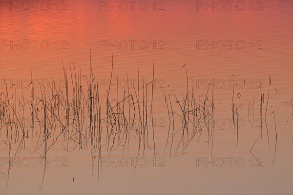 Silhouetted grass stalks mirrored in water of lake at sunset