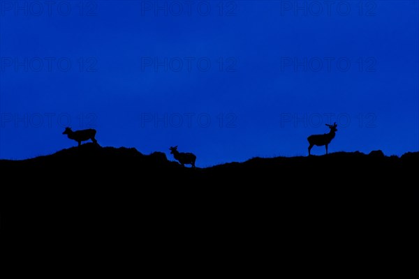 Three red deer