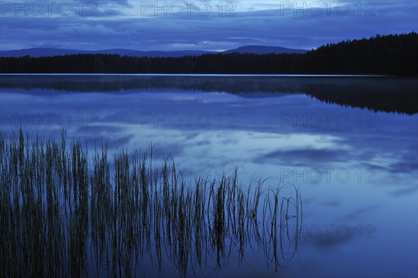 Silhouetted grass reflected in Loch Garten at night