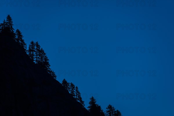 Steep mountain slope with pine trees silhouetted against blue night sky