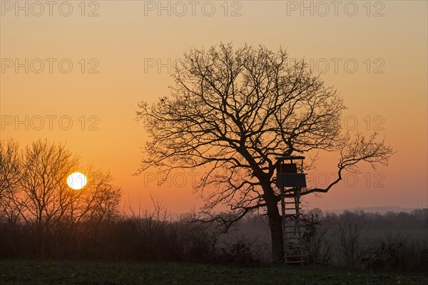 Raised hide in tree silhouetted against sunset in winter