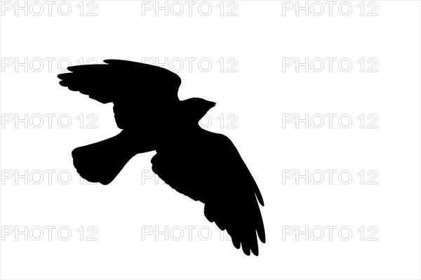 Silhouette of Western jackdaw