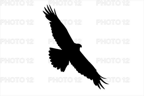 Silhouette of soaring Western marsh harrier