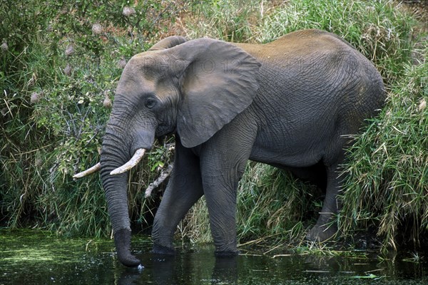 African elephant