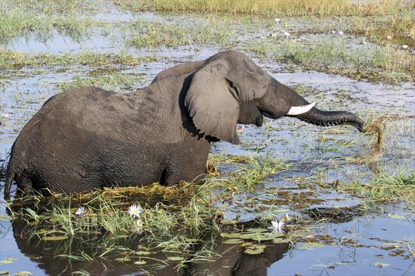 African elephant