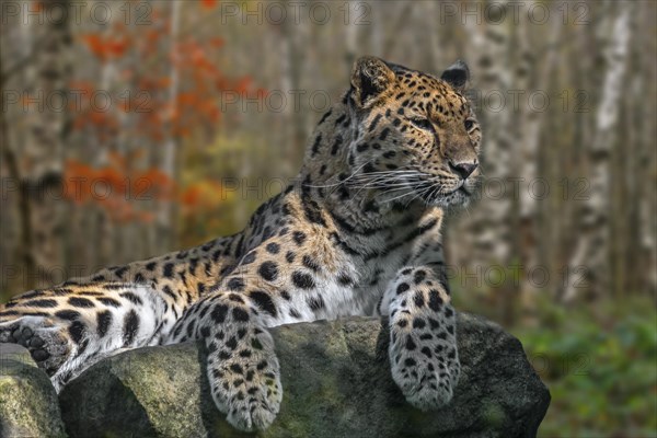 Amur leopard