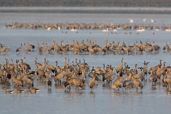 Common Crane