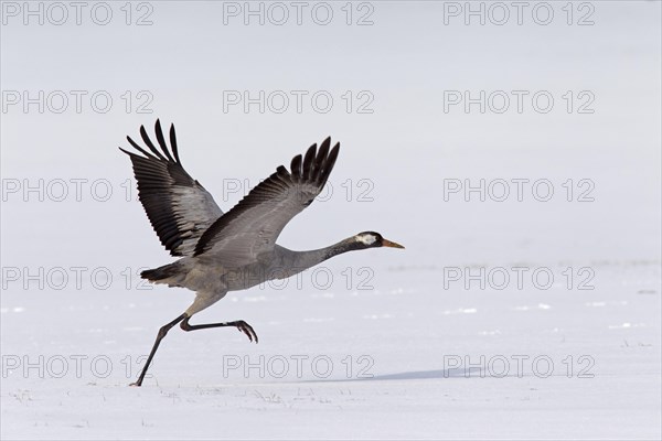 Common Crane