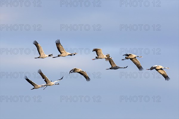 Migrating flock of common cranes