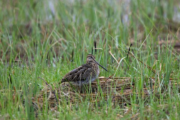 Common Snipe