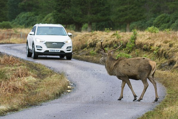 Red deer