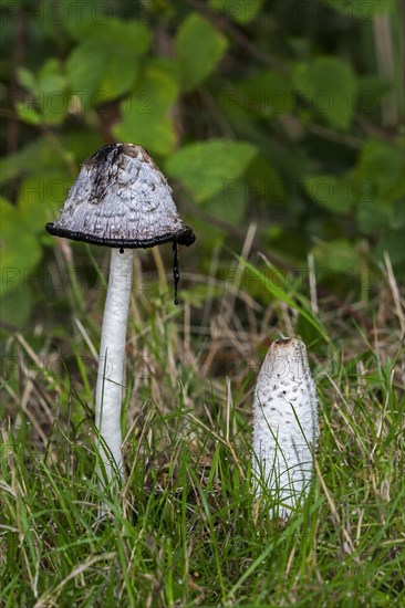 Shaggy ink cap