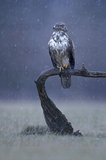 Common steppe buzzard