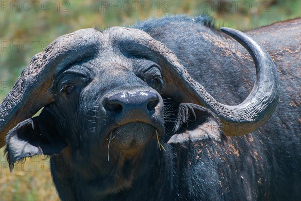 Water buffalo