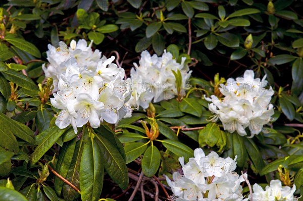 Rhododendron blossom