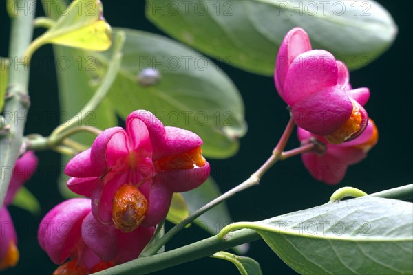 Common spindle bush