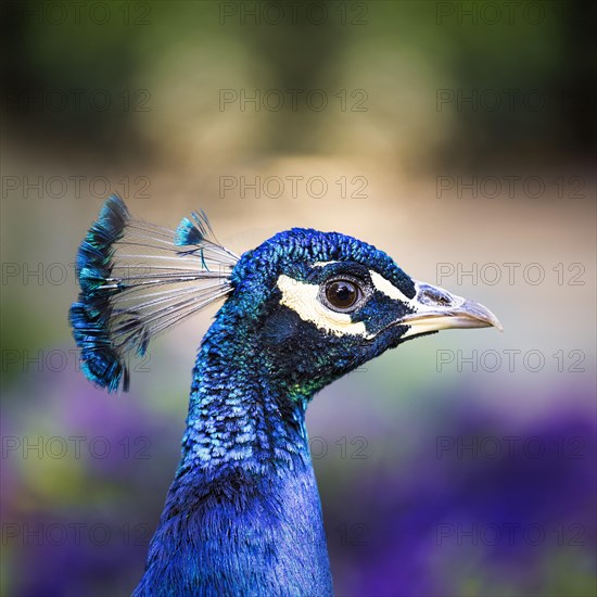 Indian peafowl