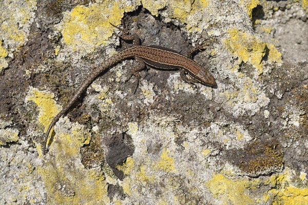 Common wall lizard