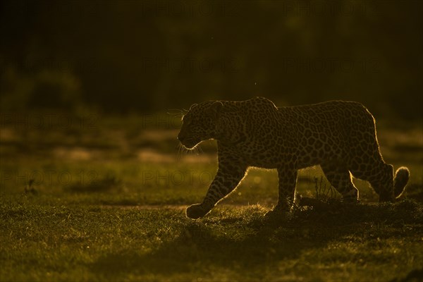 Backlit African leopard walking across an open ground in Masai Mara