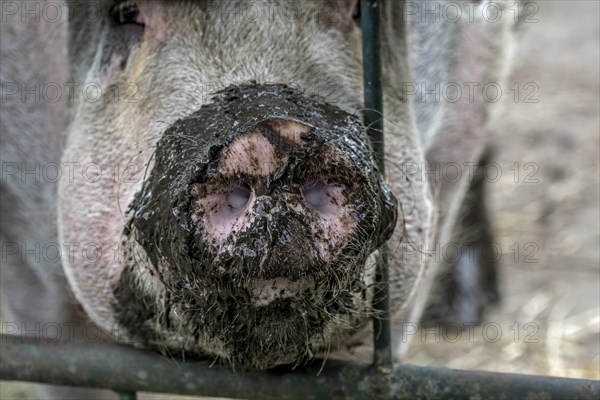 Close-up of long muddy snout