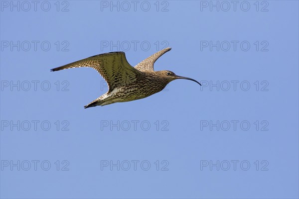 Eurasian curlew